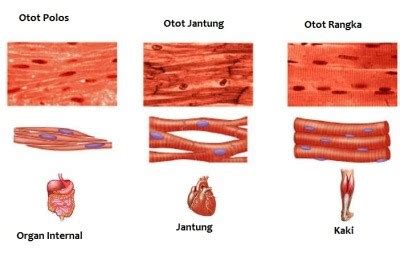 11 Perbedaan Otot Polos dengan Otot Lain | Hedi Sasrawan