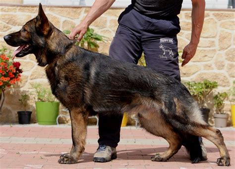 Benefits Of Having German Shepherd Dog For Protection - Ecologiaaldia.com