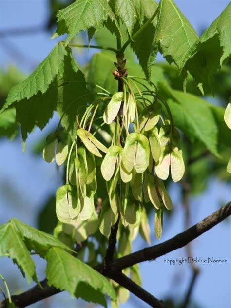 image result for maple tree seeds maple tree seeds tree seeds maple