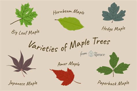 get to know a variety of maple tree species