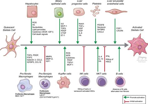 Pathobiology Of Liver Fibrosis A Translational Success Story Gut