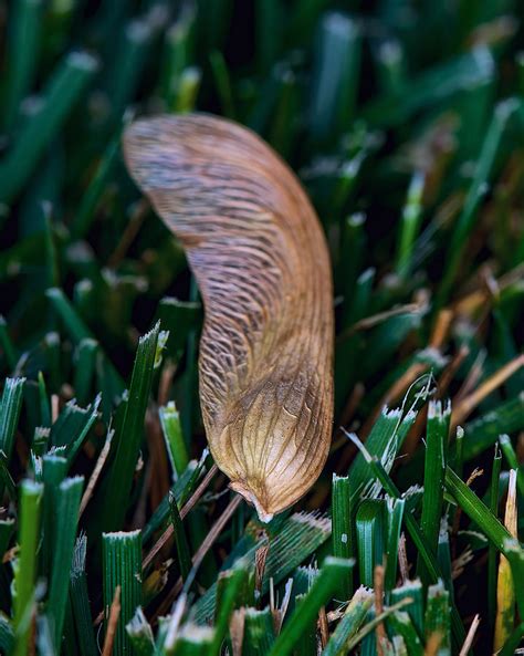 maple tree whirlybird seed photograph by berkehaus photography fine