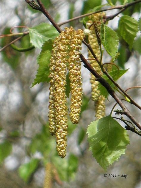 tree seed pod identification pictures tari sauls