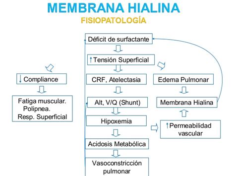 enfermedad de la membrana hialina fisiopatologia pdf