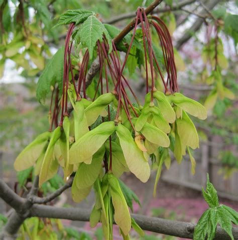 maple seed test