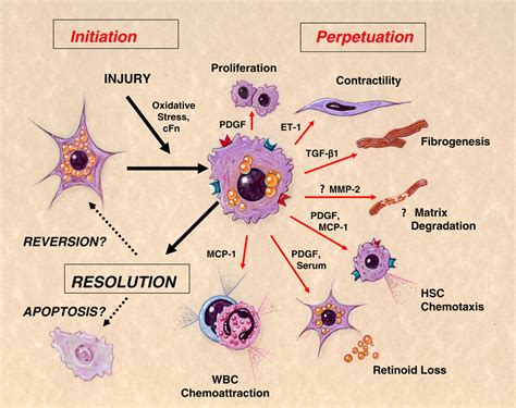 Hepatic Stellate Cells Protean Multifunctional And Enigmatic Cells