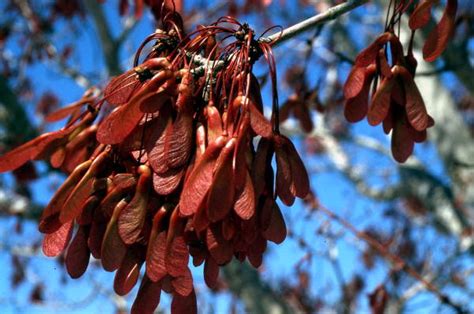 30 maple trees seed pods maps database source