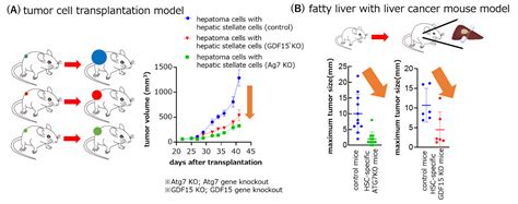 Liver Cancer Cells Manipulate Stromal Cells Involved In Fibrosis To