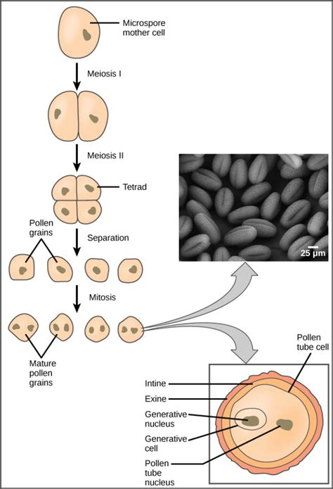 Sexual Reproduction In Angiosperms Biology For Majors Ii