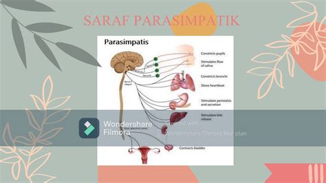 perbedaan saraf simpatik and parasimpatik kelompok 4 anatomi dan