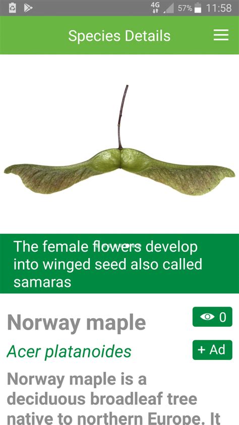 tree seed identification — bbc gardeners world magazine