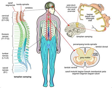 fungsi sistem saraf pada manusia berikut ini lengkap porn sex picture