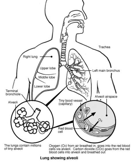 bio body system zannie s science page