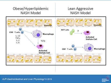 Cd8 T Cells Regulate Liver Injury In Obesity Related Nonalcoholic