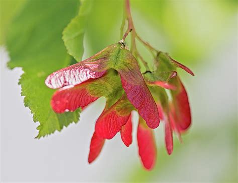 red seeds of maple tree photograph by debra martz pixels