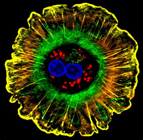 Snapshots Of Life The Hard Working Hepatocyte Nih Director S Blog