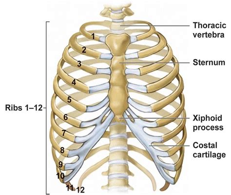 two main divisions of the human skeleton online science notes