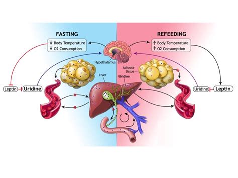 Fat Cells Step In To Help Liver During Fasting