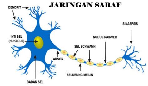 bagian saraf dan fungsinya imagesee