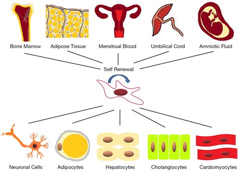 The Clinical Application Of Mesenchymal Stem Cells In Liver Disease