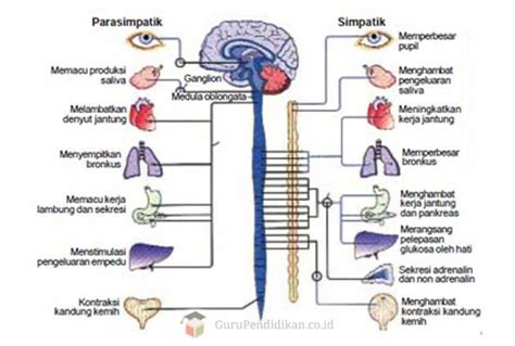 sistem saraf pada manusia pengertian bagian dan gangguannya