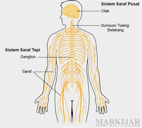 sistem saraf pada manusia lengkap struktur fungsi dan gangguan dan