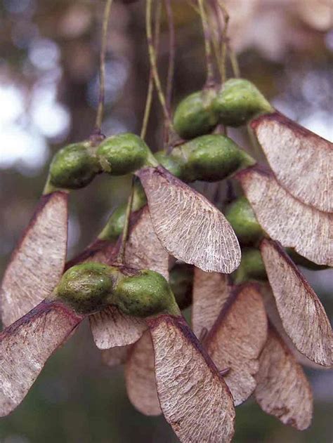 maple tree seeds in 2020 seed pods maple tree seeds tree seeds