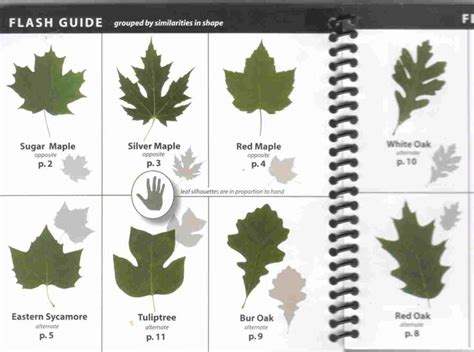 ohio tree identification guide leaves submited images pic 2 fly tree