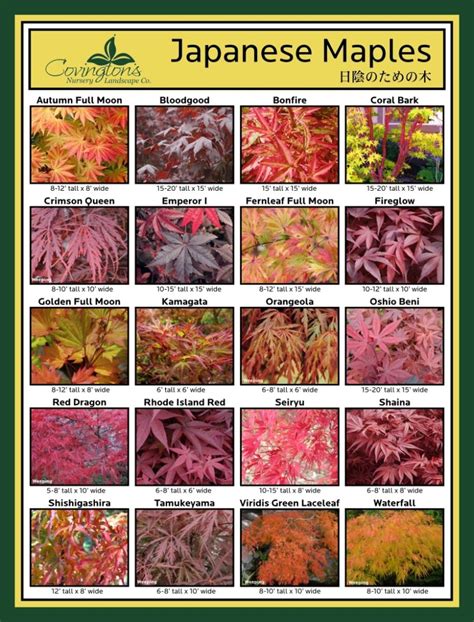 japanese maples varieties e ntangled