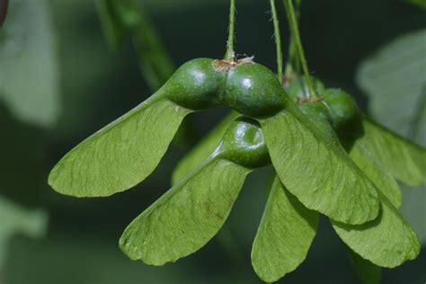 maple tree fruit images fruit trees