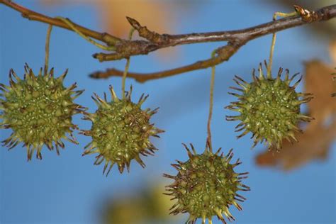 maple tree seed pods posters by vicki lee redbubble