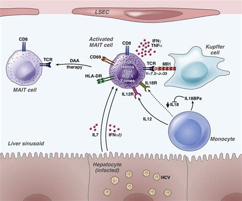 Do Liver Mucosa Associated Invariant T Cells Delay Hepatitis C