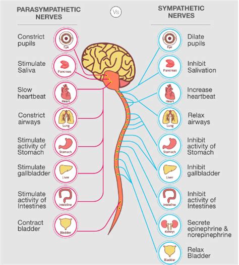 perbedaan saraf simpatik dan parasimpatik bagian penting yang mengatur
