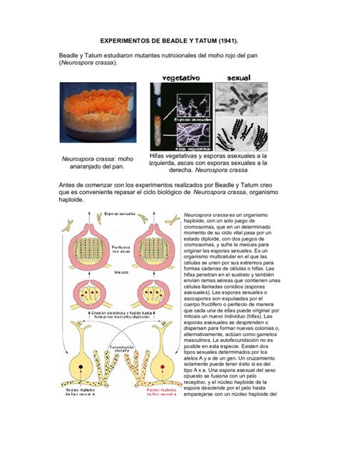 experimentos de beadle y tatum arginine mutation