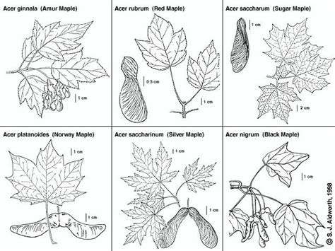 types of maples to collect sap from tree identification maple tree