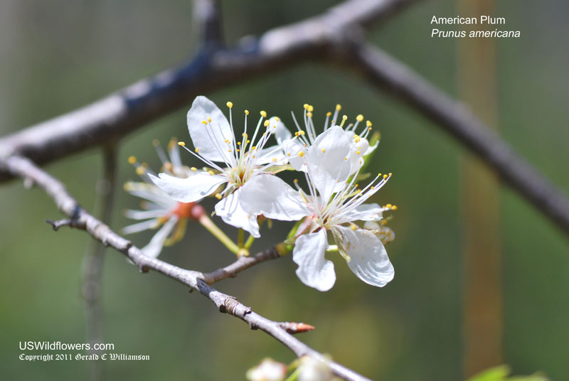 Prunus americana