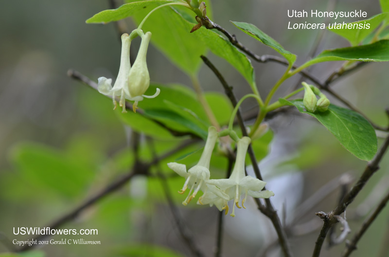 Lonicera utahensis