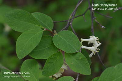 Lonicera utahensis