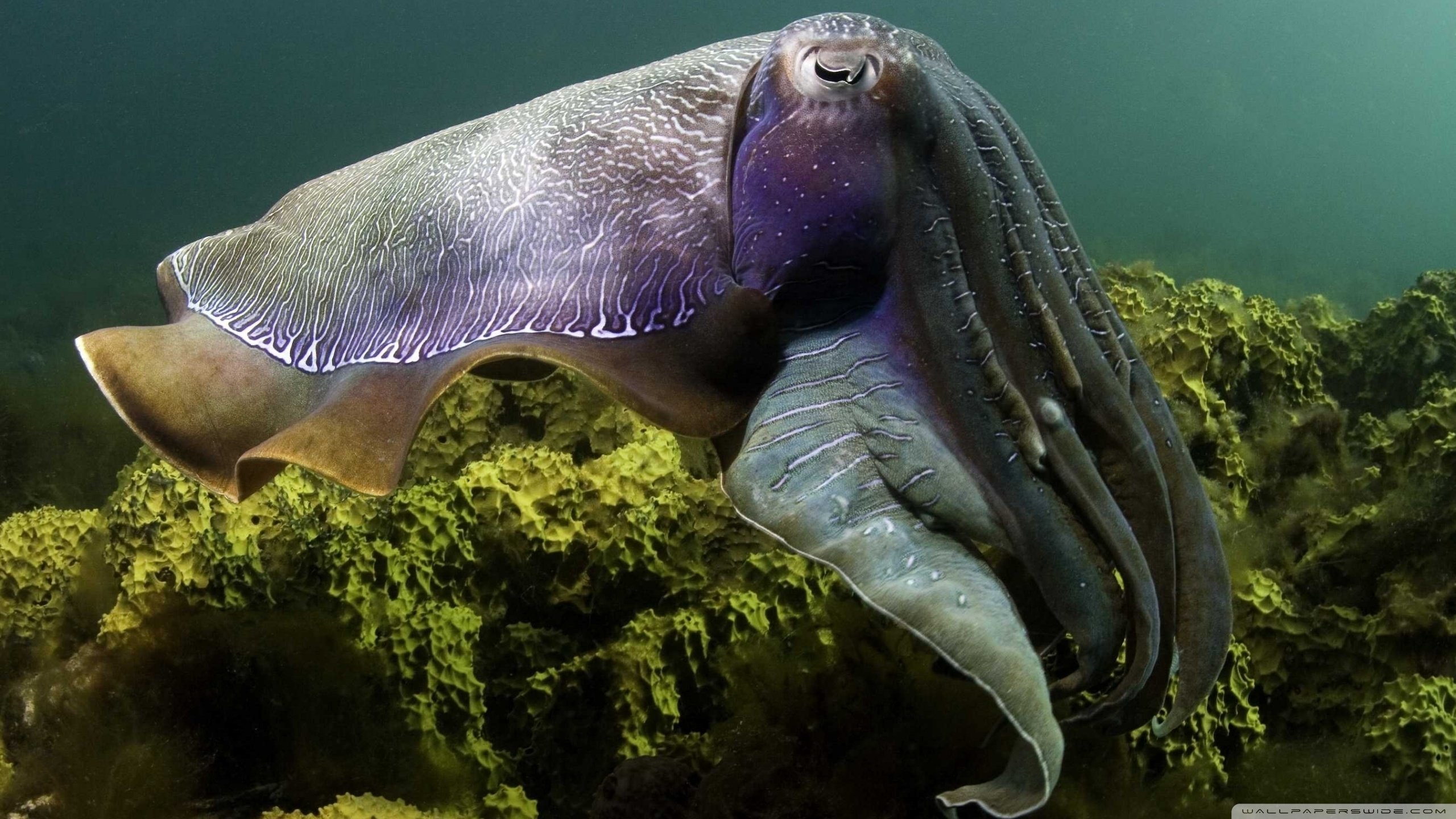 Best Cuttlefish wallpaper ID:239831 for High Resolution hd 2560x1440 computer