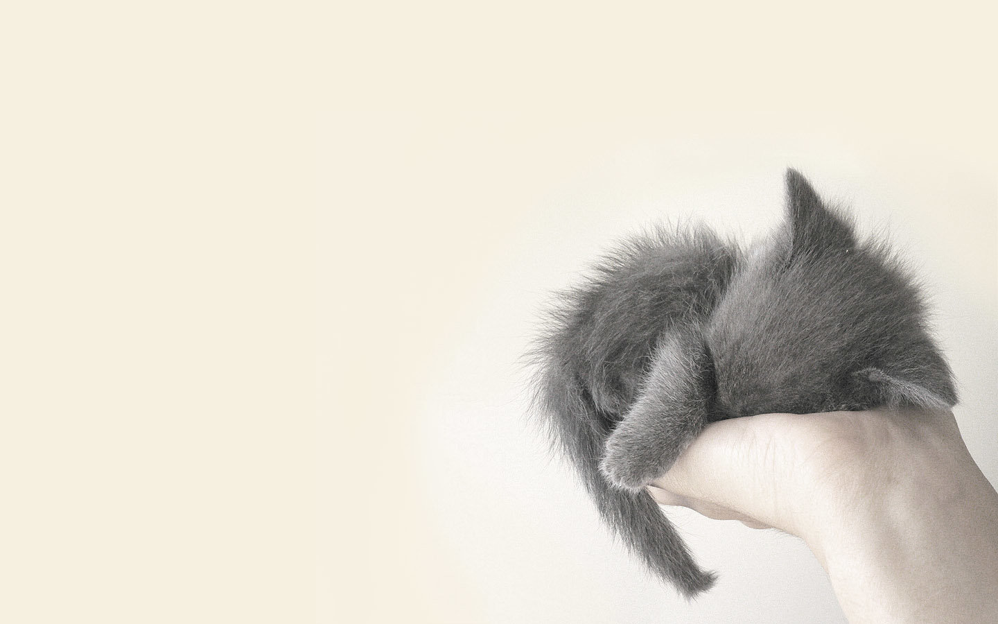 Free Kitten high quality wallpaper ID:429837 for hd 1440x900 PC