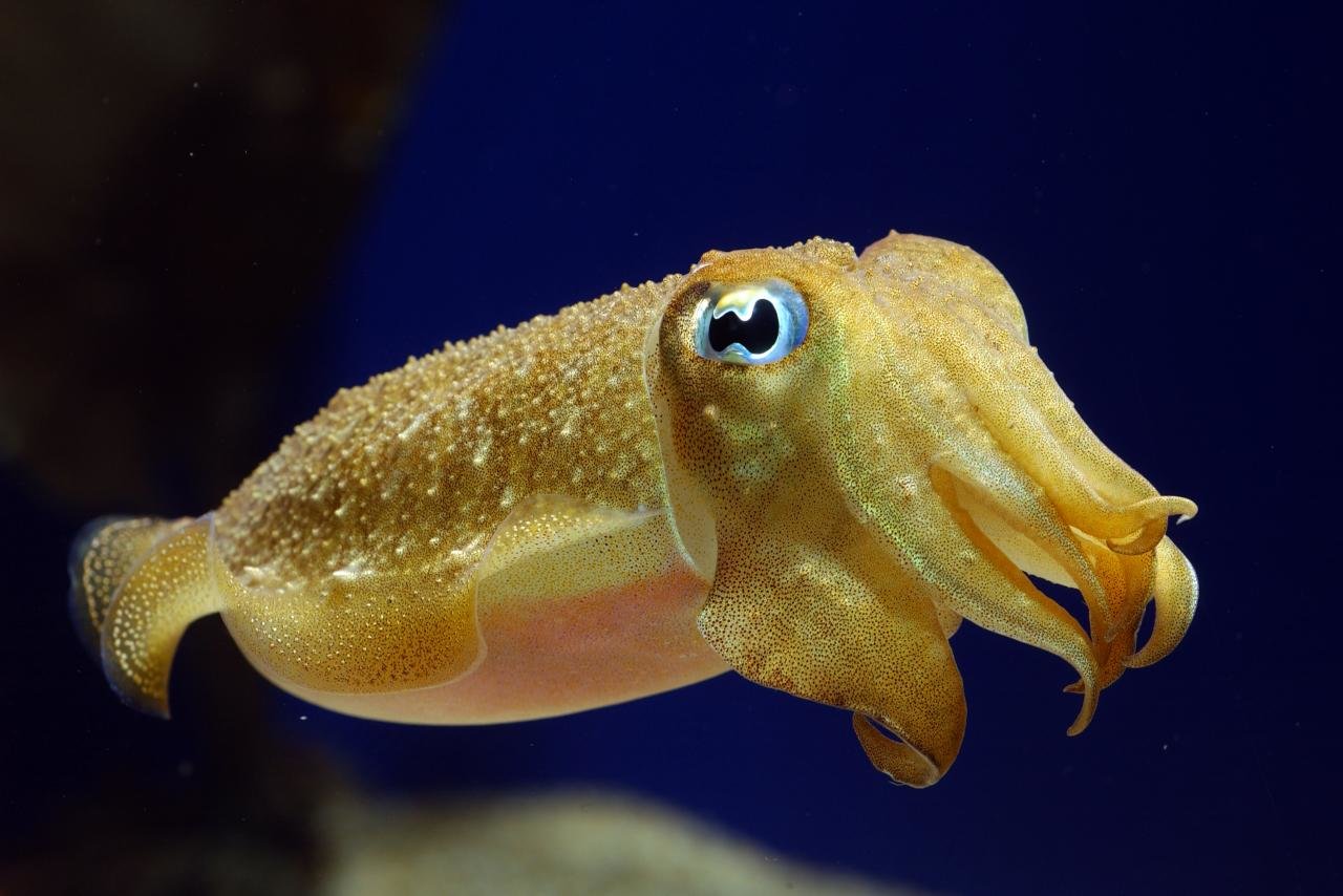 Best Cuttlefish wallpaper ID:239828 for High Resolution hd 1280x854 PC