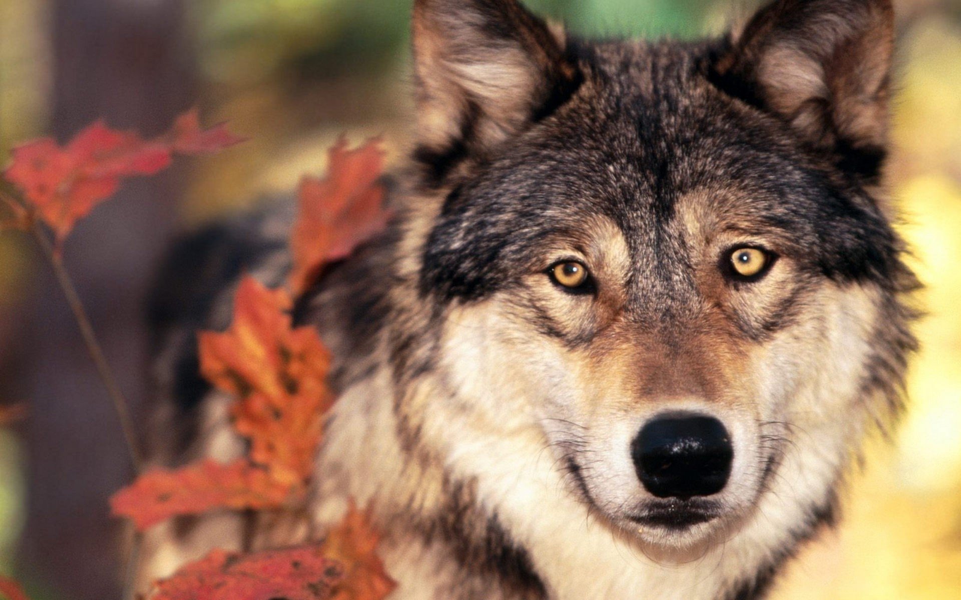 High resolution Wolf hd 1920x1200 wallpaper ID:117585 for desktop