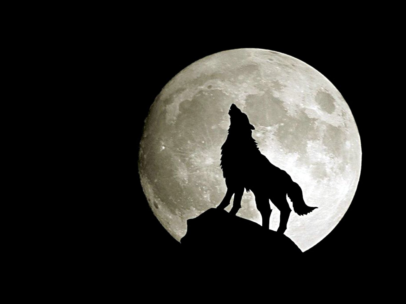 Free download Wolf wallpaper ID:117584 hd 1600x1200 for desktop