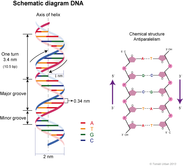 Double Helix Structure Of Dna Diagram Science Seconda - vrogue.co image.