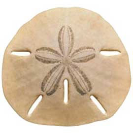 Sand Dollar