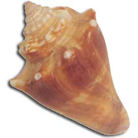 Conch Shell