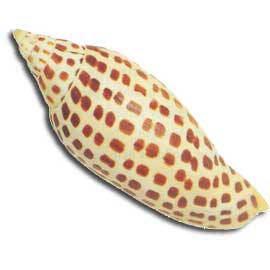 junonia