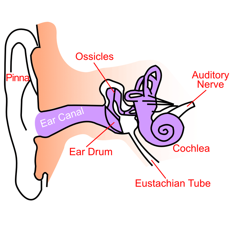 Mixed Hearing Loss