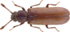 LyctusBeetle.png