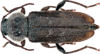 HouseLonghornBeetle.png